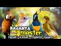 Download Lagu RAJANYA MASTERAN  rapat - kasar - ngerol  cililin, jenggot ,cungkok, kenari plusbair mengalir