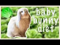 How To Introduce Vegetables To a Bunny