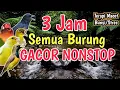Lagu BIKIN GACOR NONSTOP‼️ 3 Jam Terapi Burung Stres dan Macet Bunyi 