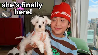 We Adopted a Dog in Japan!