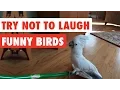 Download Lagu Try Not To Laugh | Funny Birds Video Compilation