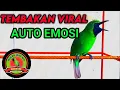 Download Lagu Auto Emosi | Pancingan Cucak Ijo Gacor ngentrok