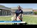 Pal Feature - Dixie ADOPTED