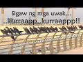 Download Lagu Crows cry at Lagoon الغربان تبكي في البحيرة. लैगून पर कौवे रोते हैं Burung gagak menangis di Lagoon.