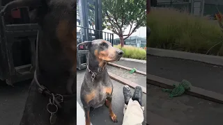 #fypシ #Fyp #Dream #doberman #pets