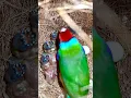 Download Lagu Burung Finch Gouldian Kepala Merah Jantan di sarang yang menutupi anak burungnya yang kecil - anak burung #burung #burung
