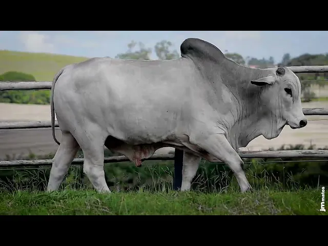 Touro Nelore SGN - 2511