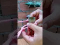 Download Lagu Simple Method to Tie a Rope#diy #knottrick #ropeknot