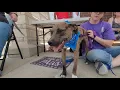 Adoption Event PetSmart VOA 2022