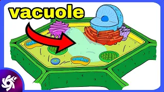 Vacuole in 4 Minutes