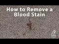How to Remove a Blood Stain from Carpet Rainbow Restoration