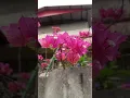 Download Lagu #spring #bougainvillea