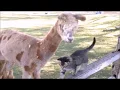 A to Z Alpacas is a Peaceful slice of heaven on earth