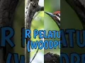 Download Lagu suara pikat pelatuk bawang