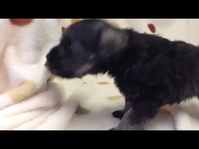 動画