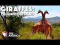 Jirafas: Los gigantes olvidados (2014) | Documental completo