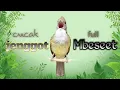 Lagu masteran cucak jenggot full mbeset