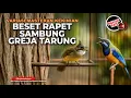 Lagu 🔴 Live Masteran Murai Batu Cucak Cungkok Super Gacor Pukulan Mewah vs Cucak Jenggot Isian Greja