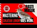 Download Lagu Sikatan londo | Suara Air Alam Hutan | Smart Mastering 3D | Masteran Burung | Full HD