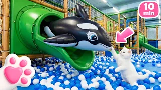 Kefir Sıkışan Orka Oyuncağını Görüyor ve Onu Kurtarıyor | Kedi videosu