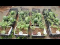 Download Lagu Growing watermelon at home is easy, big and sweet if you know this method