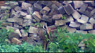 naag nagin ka romance