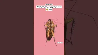 شاهد قبل الحذف صرصار يرقص على اغنيه بلاك 