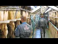 Download Lagu GEA Dairy Farming - Fam Hendriksen Didam over hun 2x20 SwingOver melkstal