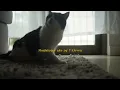 TONEEJAY - 711 (Official Lyric Video)