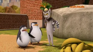 pingwiny z madagaskru ca y odcinek po polsku 