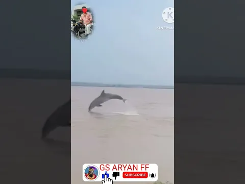 dolphin machhali Nikal ke Nadi mein a Gaya dolphin machhali video 🐬🐬 #shorts #reels #dolphin #viral