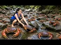 Catching Hidden Giant Crabs Rocky Stream Harvesting Giant Softshell Turtles Frogs to sell