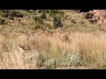 Download Lagu Male lion runs into a cheetah coalition