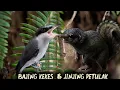 Download Lagu kombinasi tajam pedas | bajing kekes vs jinjing petulak