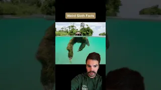 The DISTURBING truth about sloths