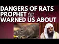 Lagu DANGERS of RATS PROPHET ﷺ WARNED US ABOUT - Sheikh Abdur Razzaq al Badr حفظه الله