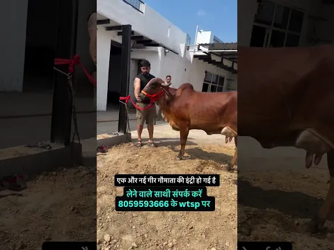 एक और गीर माता की एंट्री @TheAmritDairy फॉर्म पर । #harshchhikara