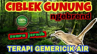 Download CIBLEK GUNUNG NGEBREN DENGAN TERAPI GEMERICIK AIR || UNTUK MASTERAN BURUNG MURAI BATU MP3