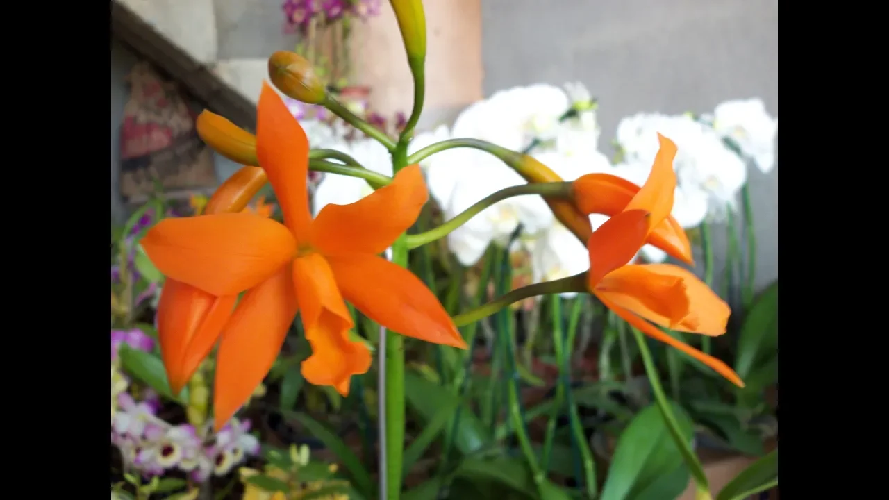 ORQUIDEAS QUE GOSTAM DE SOL ORQUÍDEA E ORQUIDEAS