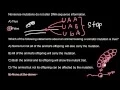 Definition of sense and nonsense mutations