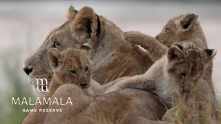 The Next Generation of the WILD | Cubs, Calves & a Young Hunter