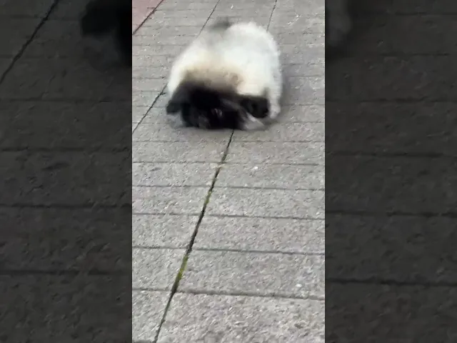 動画