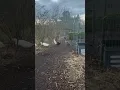 Download Lagu Ducks strolling out to start their day of slug hunting #ducks