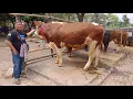 Download Lagu Sapi bakalan jantan pak prio Pasar hewan Muntilan pertengahan Juli 2025