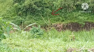 mikat cigun ciblek gunung dapat poin mantap