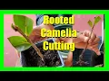How To Grow Camellias From Cuttings | Camellia Cutting Propagation