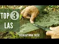 Download Lagu 3 mało znane triki na przetrwanie w lesie