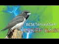 Lagu MASTERAN KASARAN || KEKEP BABI GACOR || MASTERAN FULL TEMBAKAN || Artamus leucorynchus