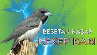 masteran kasaran kekep babi gacor masteran full tembakan artamus leucorynchus