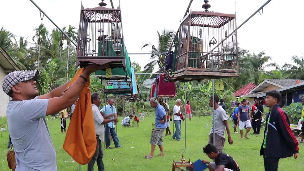 Bird Singing Contest in Thailand. Red-Whiskered Bulbul Singing Competition. Merbah Jambul